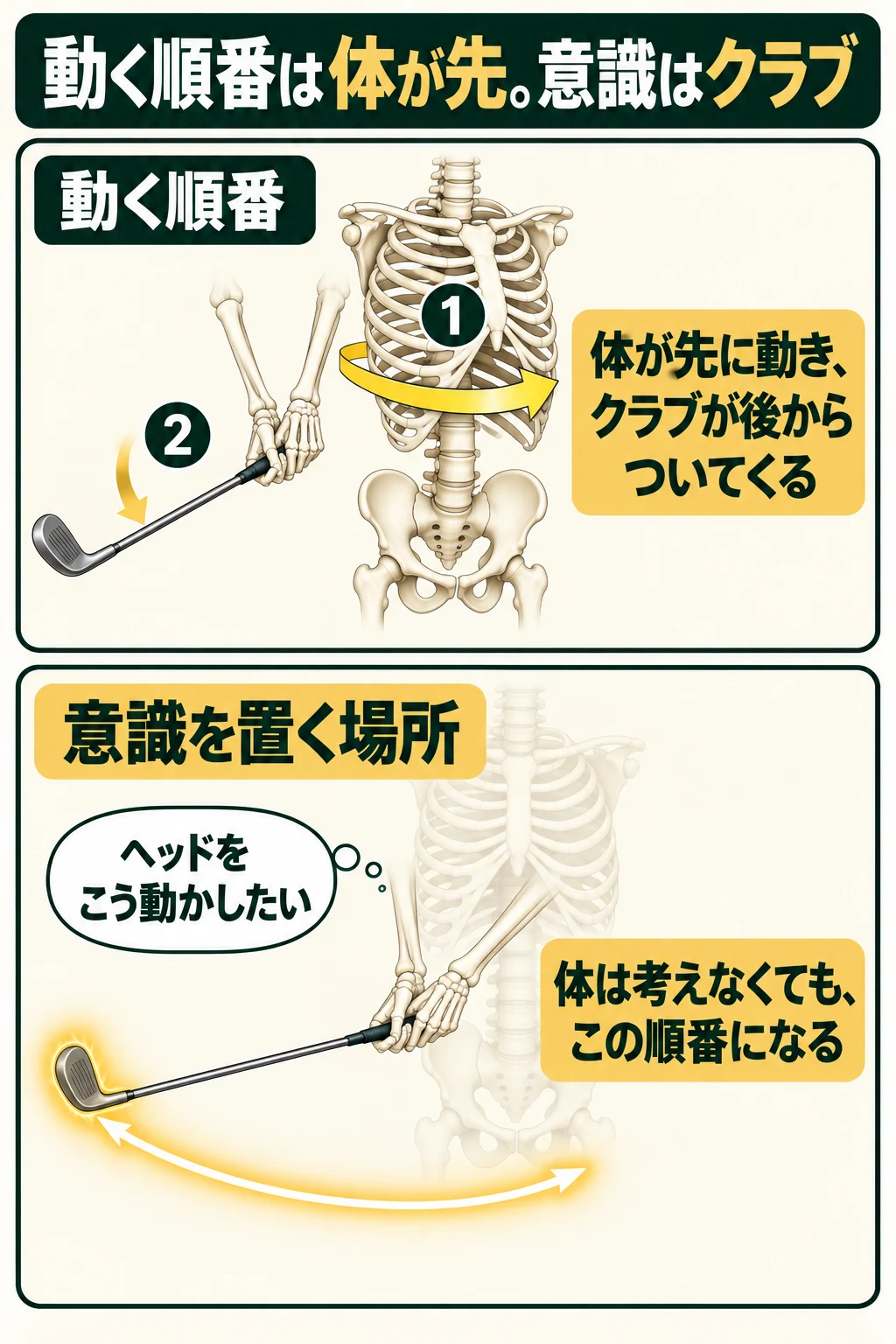 胸郭が先に回りクラブが後からついてくる動く順番と、意識を置くのはヘッドであることを骨格で示す図